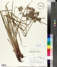 Cyperus virens image