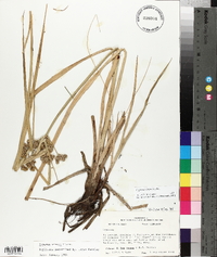 Cyperus virens image