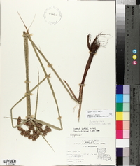 Cyperus virens image