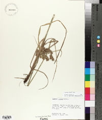 Cyperus virens image