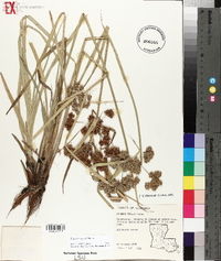 Cyperus virens image