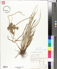 Cyperus virens image