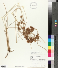 Cyperus pseudovegetus image