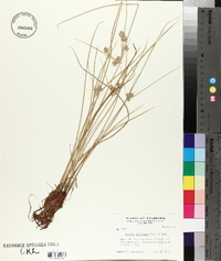 Cyperus acuminatus image