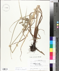 Cyperus virens image