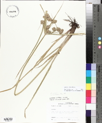 Cyperus virens image