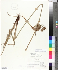 Cyperus virens image