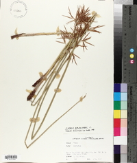 Cyperus articulatus image