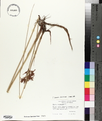 Cyperus articulatus image