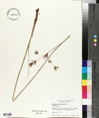 Cyperus articulatus image