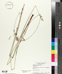 Cyperus articulatus image