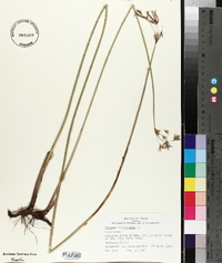 Cyperus articulatus image