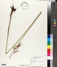 Cyperus articulatus image