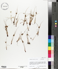 Cyperus squarrosus image