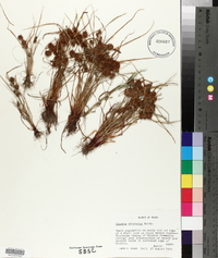 Cyperus squarrosus image