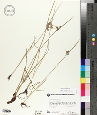 Cyperus difformis image