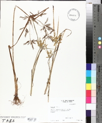 Cyperus iria image