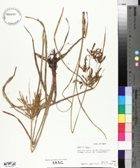 Cyperus iria image