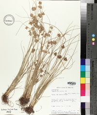 Cyperus filiculmis image