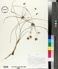 Cyperus grayioides image