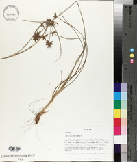 Cyperus grayioides image