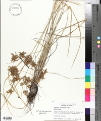 Cyperus ochraceus image