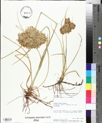 Cyperus onerosus image