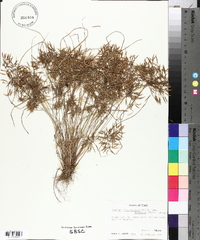 Cyperus polystachyos var. texensis image