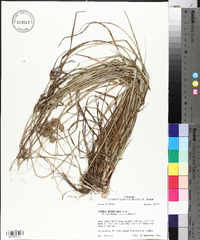 Cyperus retroflexus image