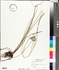 Cyperus pseudovegetus image