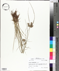 Cyperus pseudovegetus image