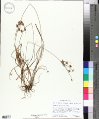 Cyperus retrorsus image