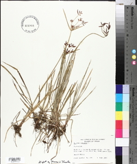 Cyperus rotundus image