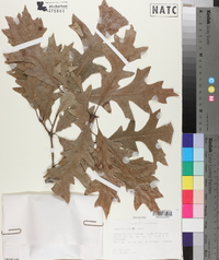 Quercus lyrata image