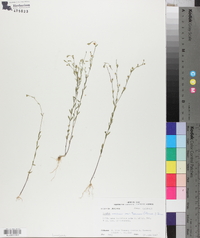 Linum medium var. texanum image