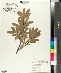 Quercus virginiana image