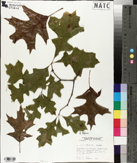 Quercus texana image