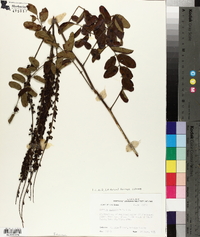 Amorpha paniculata image