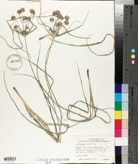 Cyperus retroflexus image