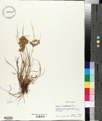 Cyperus surinamensis image