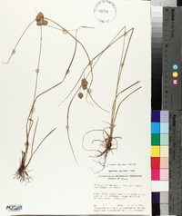 Cyperus pseudovegetus image