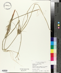 Cyperus virens image