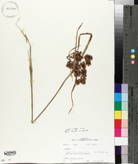 Cyperus virens image