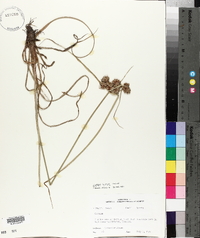 Cyperus virens image