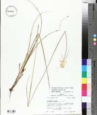 Dichromena latifolia image