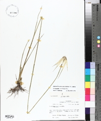 Dichromena latifolia image