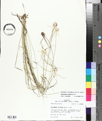 Dichromena latifolia image