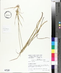 Dichromena latifolia image