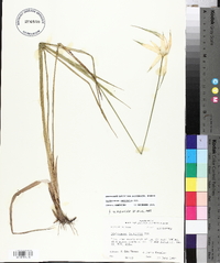 Dichromena latifolia image