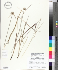 Dichromena latifolia image